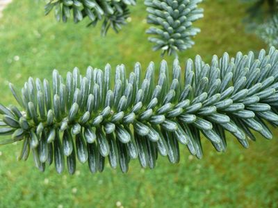ABIES pinsapo / Spanish Fir