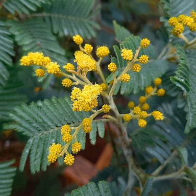 Blue Wattle — view 4