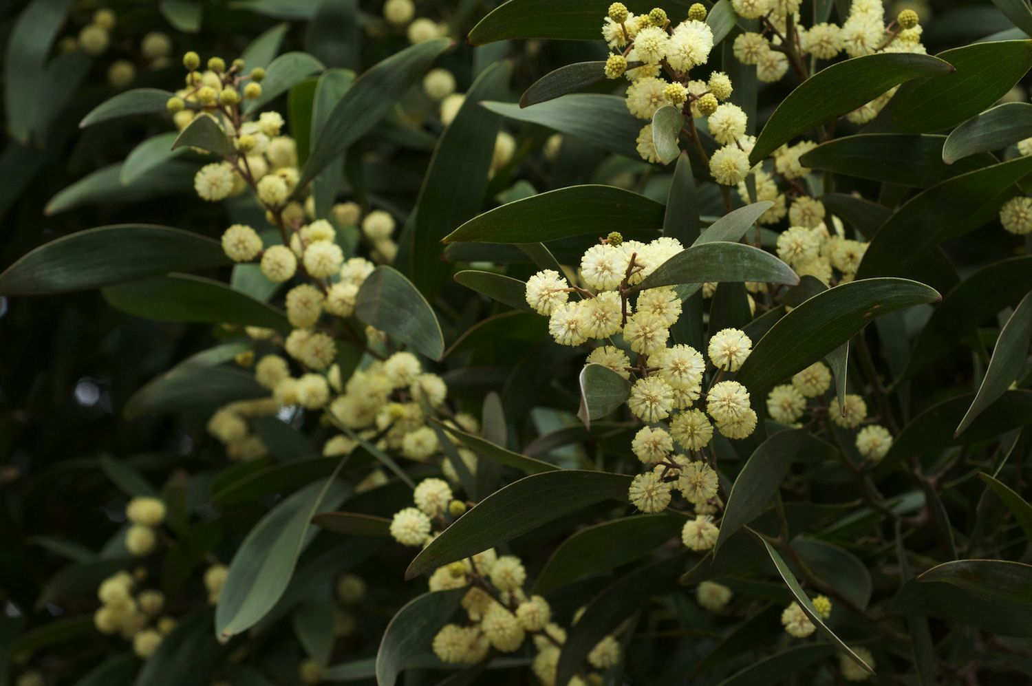 ACACIA melanoxylon / Australian Blackwood