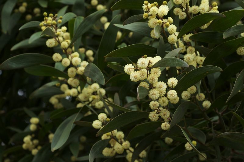 Australian Blackwood tree for sale UK