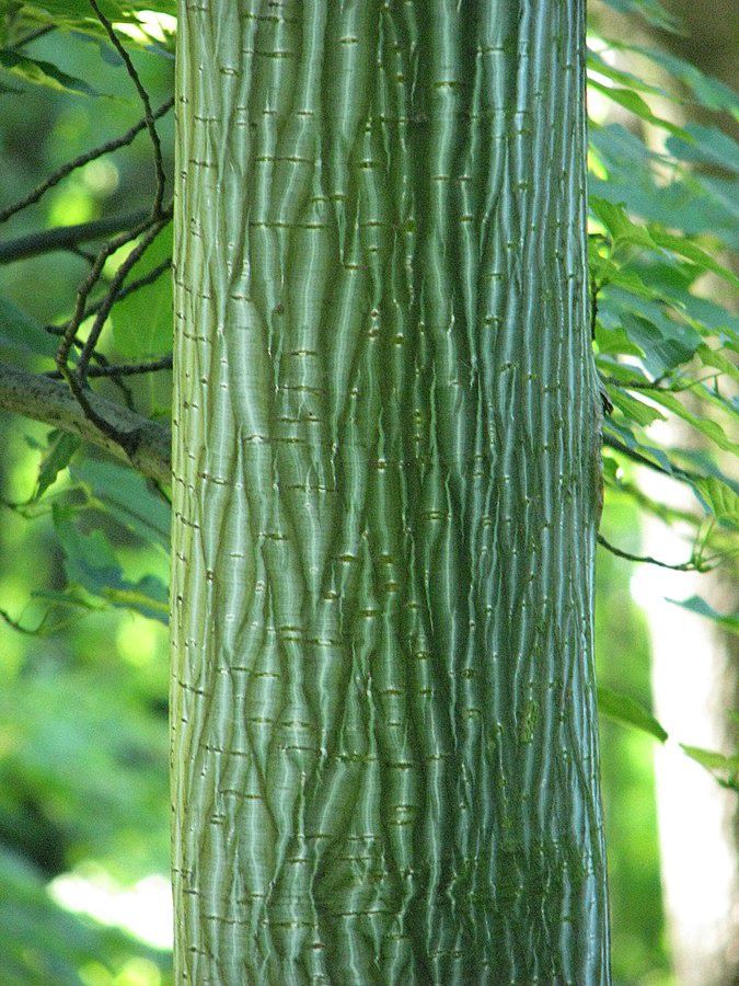 ACER davidii / Snakebark Maple