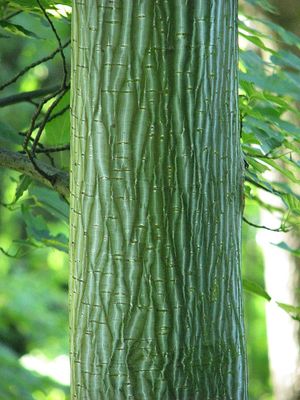 ACER davidii / Snakebark Maple