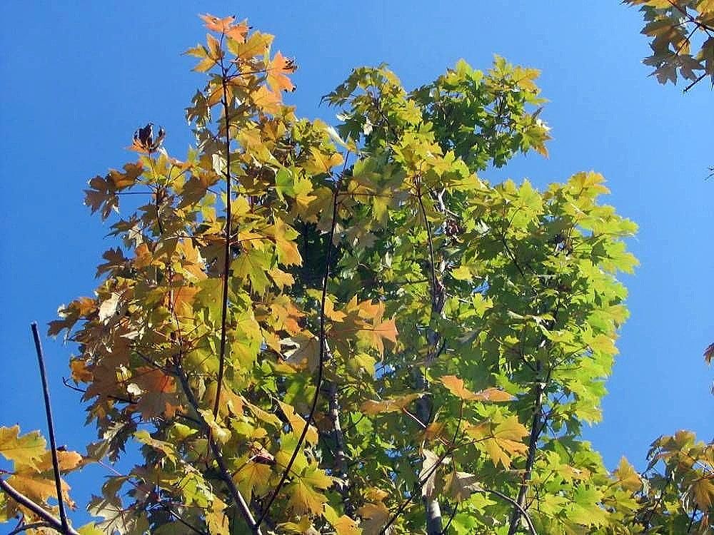 ACER freemanii &#39;Autumn Blaze&#39; (&#39;Jeffersred&#39;) / Maple