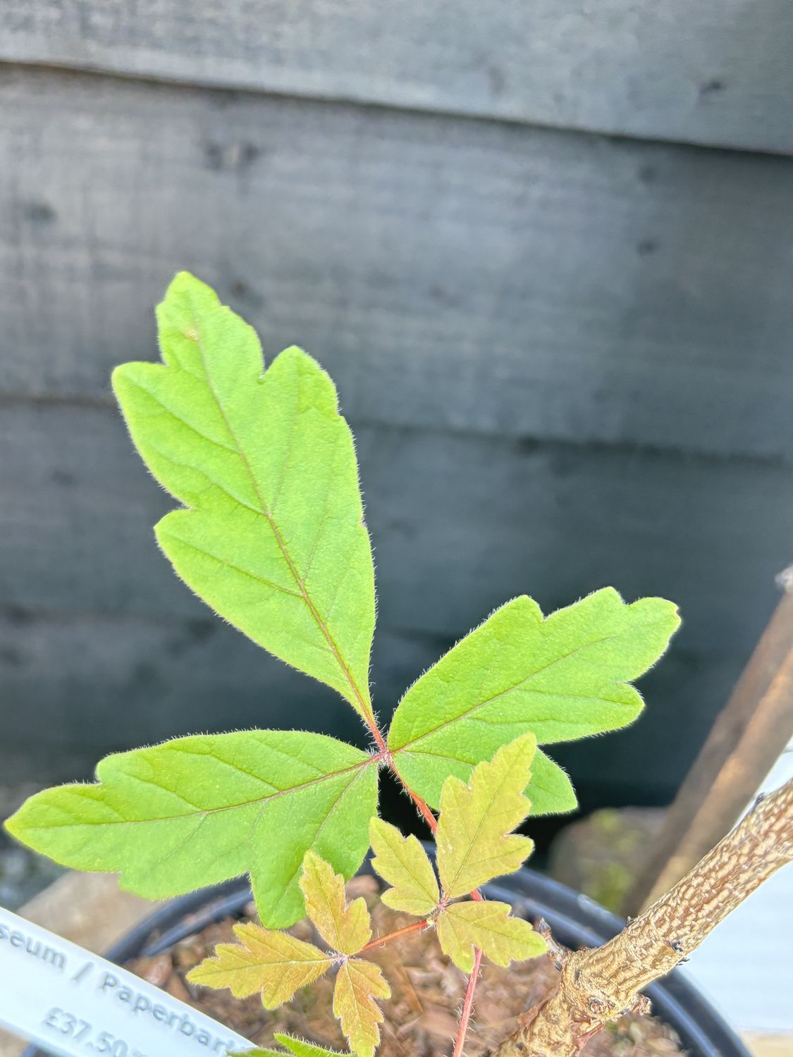 ACER griseum / Paperbark Maple