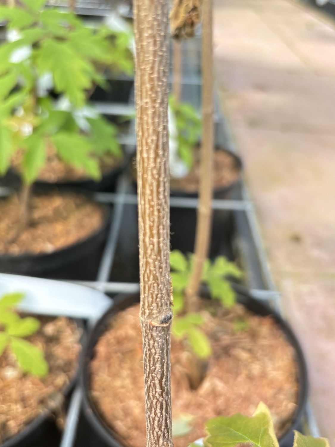 ACER griseum / Paperbark Maple