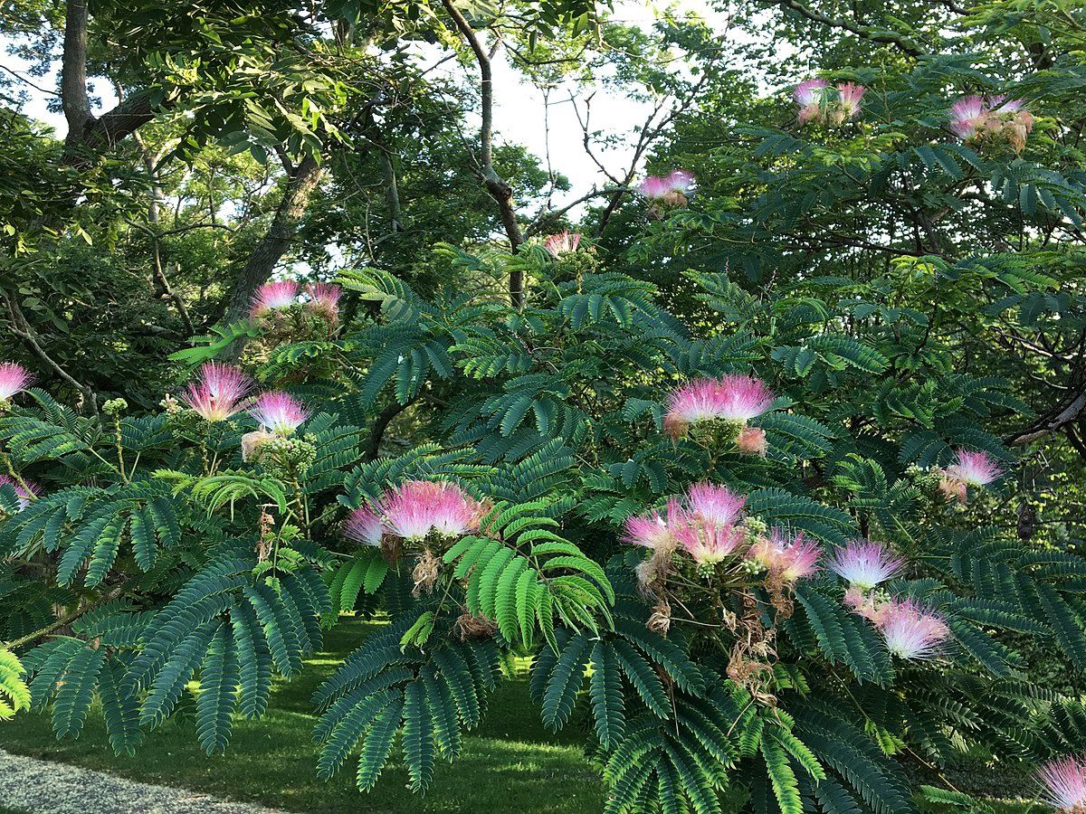 ALBIZIA julibrissin / Silk Tree