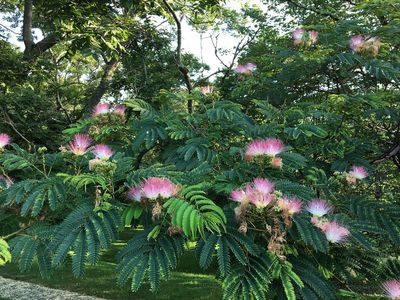 ALBIZIA julibrissin / Silk Tree