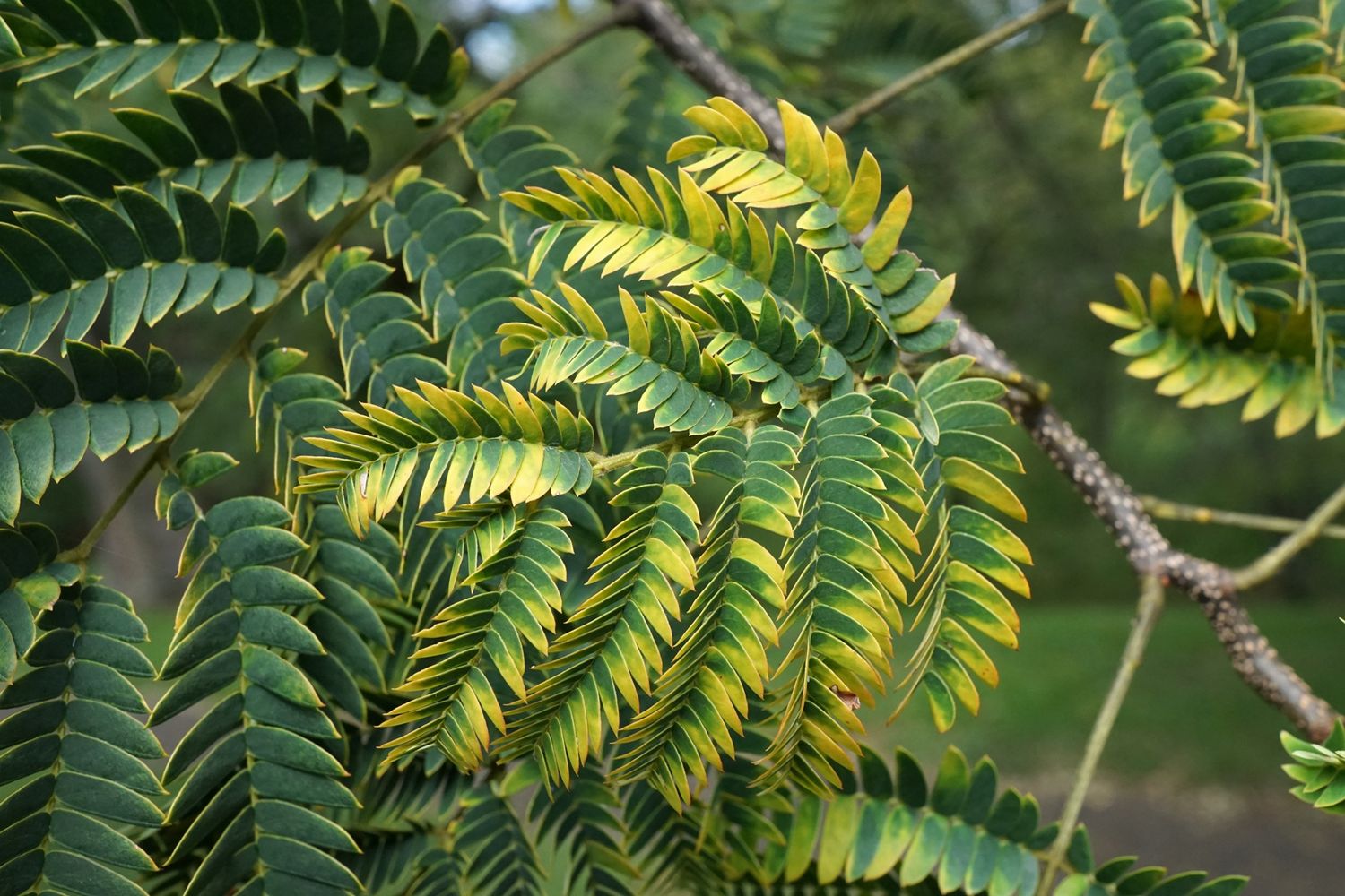 ALBIZIA julibrissin / Silk Tree