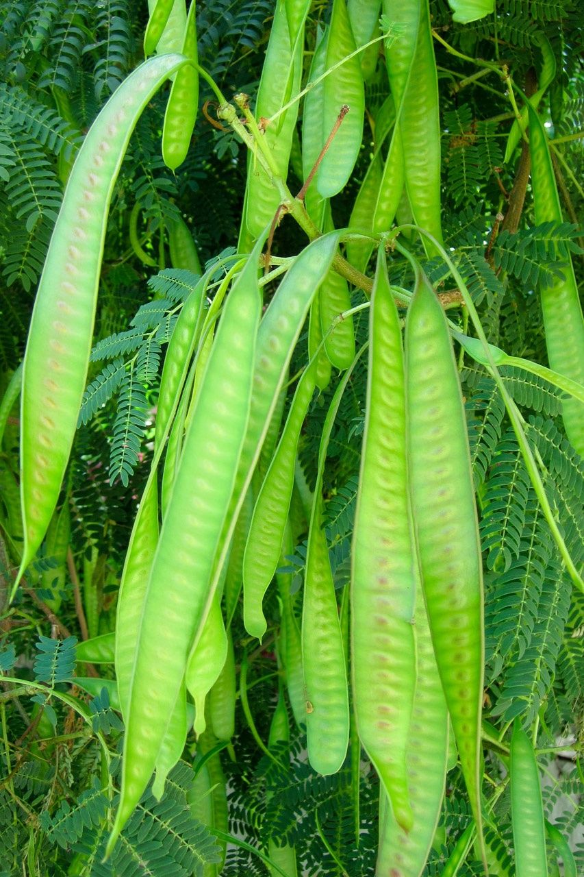 ALBIZIA julibrissin / Silk Tree