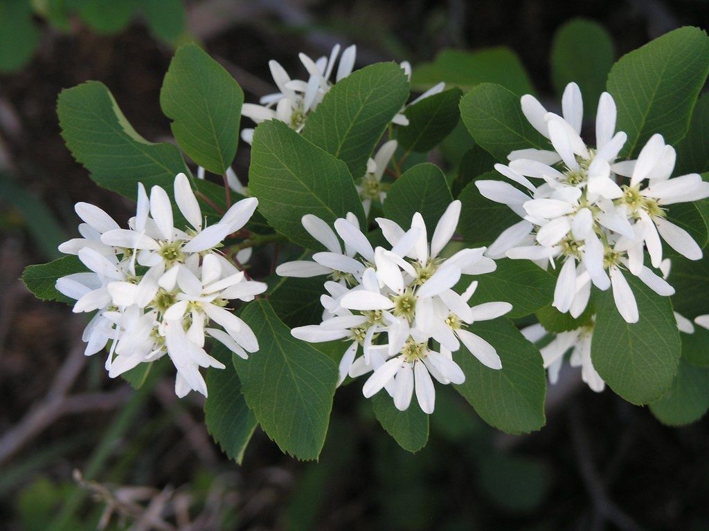 AMELANCHIER canadensis / Serviceberry