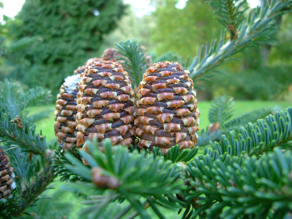 ABIES fraseri / Fraser Fir