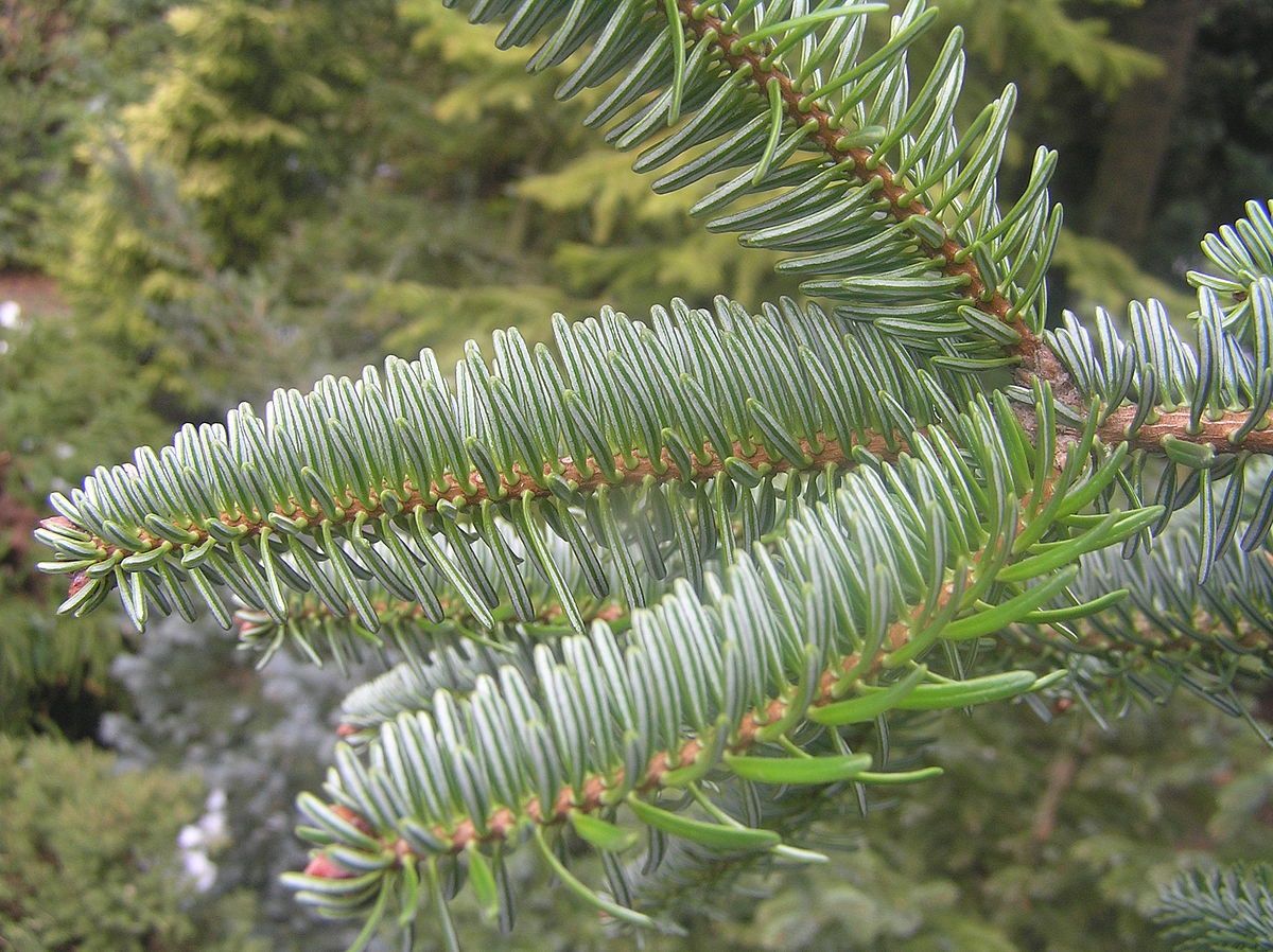 ABIES nordmanniana / Nordmann Fir