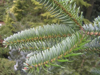 ABIES nordmanniana / Nordmann Fir