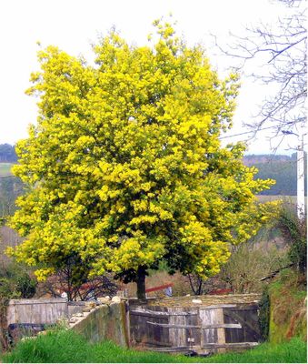 Blue Wattle — view 3