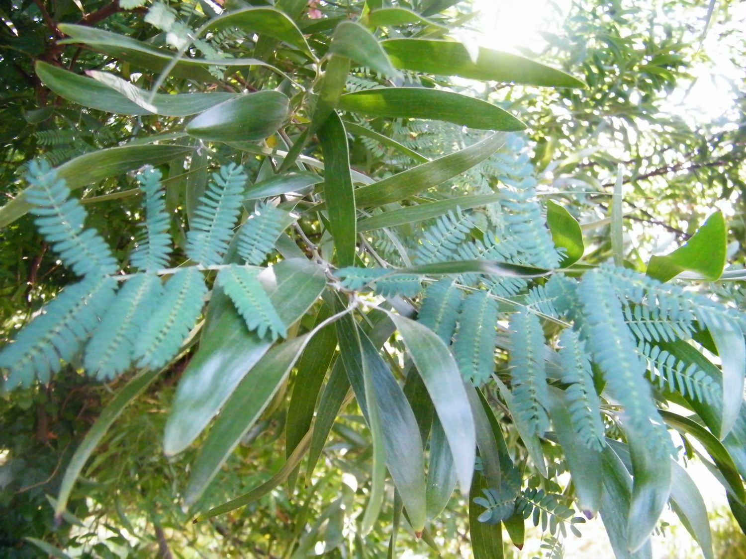 ACACIA melanoxylon / Australian Blackwood