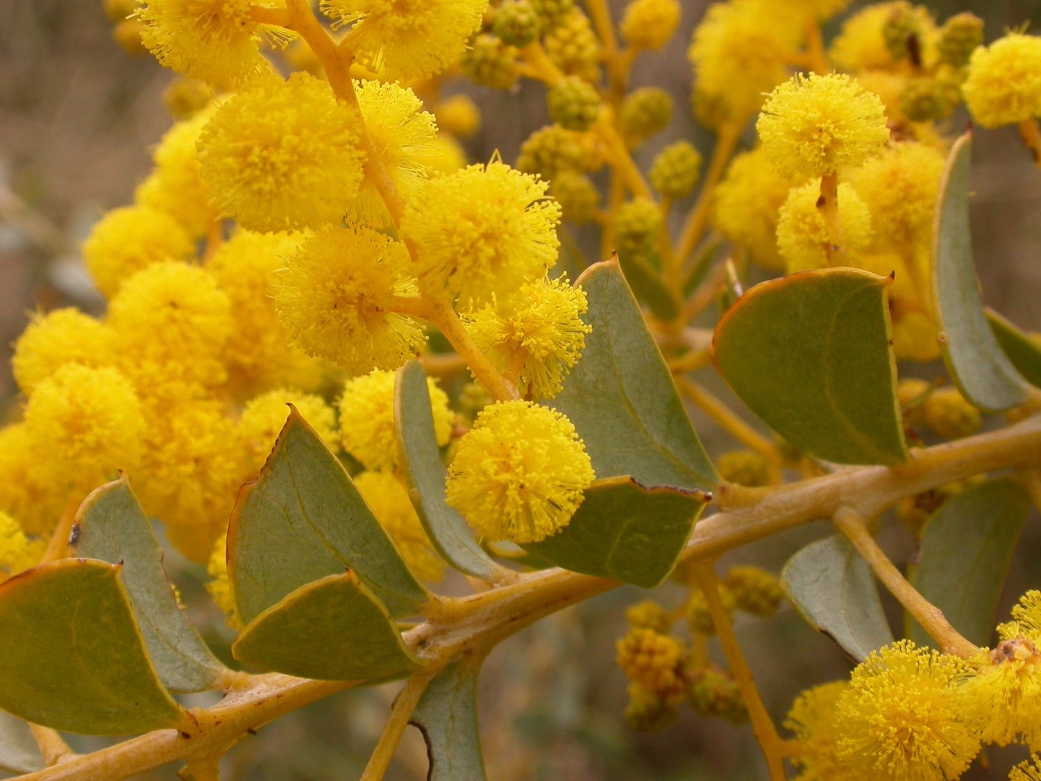 ACACIA pravissima / Oven&#39;s Wattle