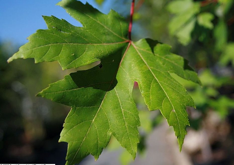 ACER freemanii &#39;Autumn Blaze&#39; (&#39;Jeffersred&#39;) / Maple