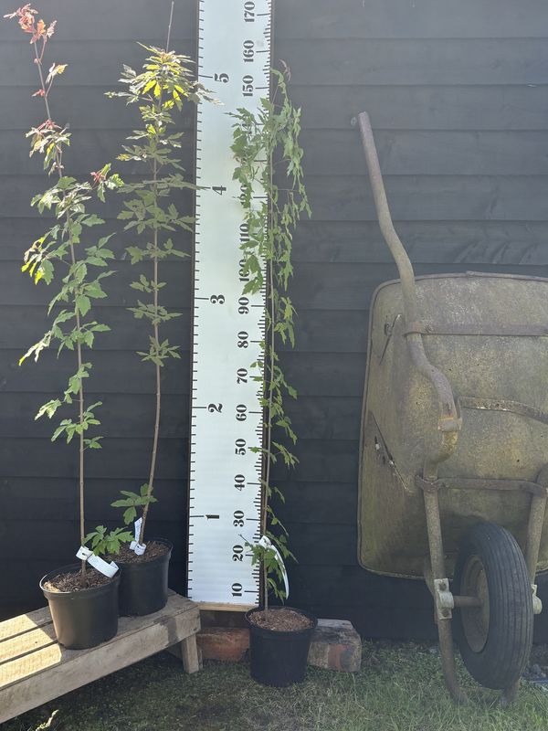 Paperbark Maple tree for sale UK