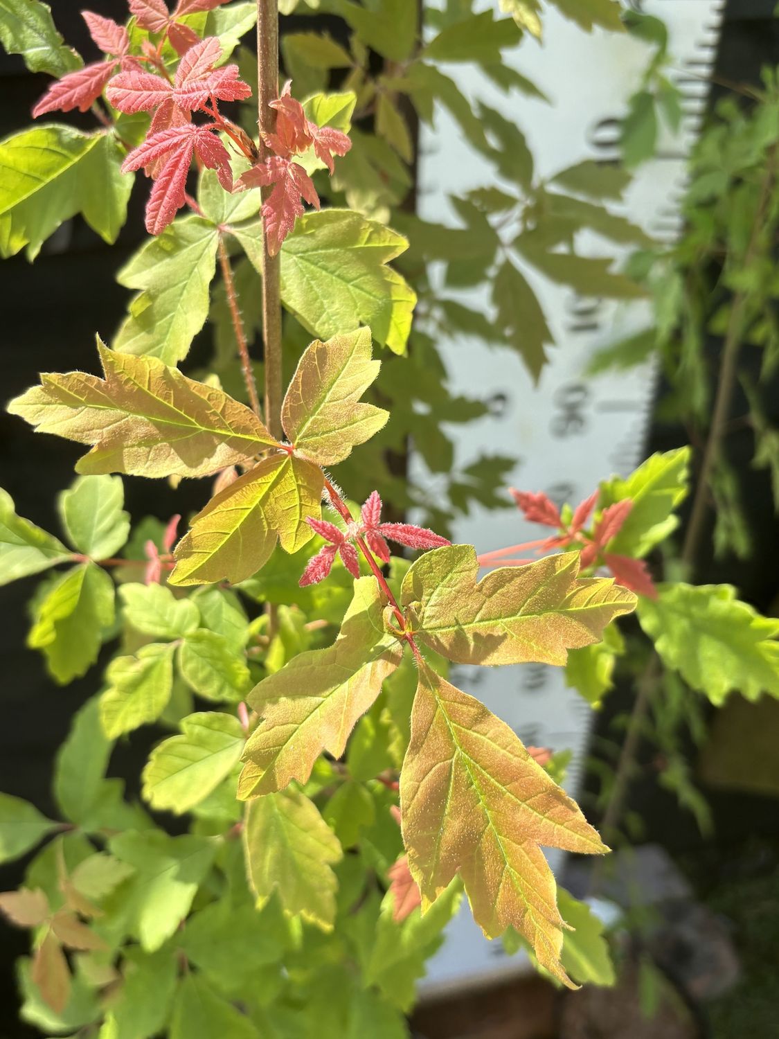 ACER griseum / Paperbark Maple