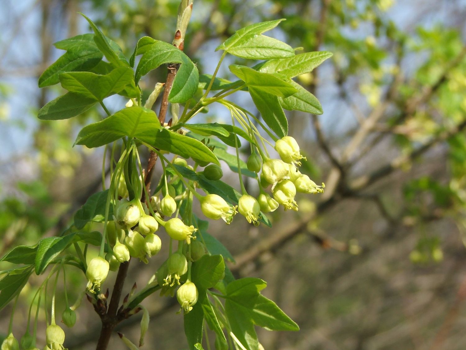ACER monspessulanum / Montpelier maple