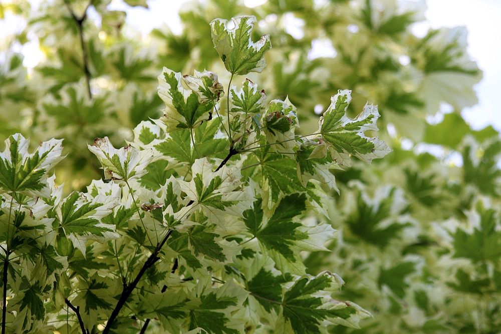 ACER platanoides &#39;Drummondii&#39; / Norway Maple