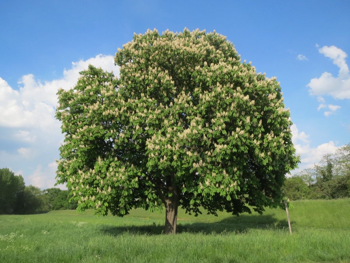 AESCULUS hippocastanum / Horse Chestnut