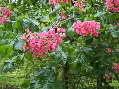 Red Horse Chestnut — view 5