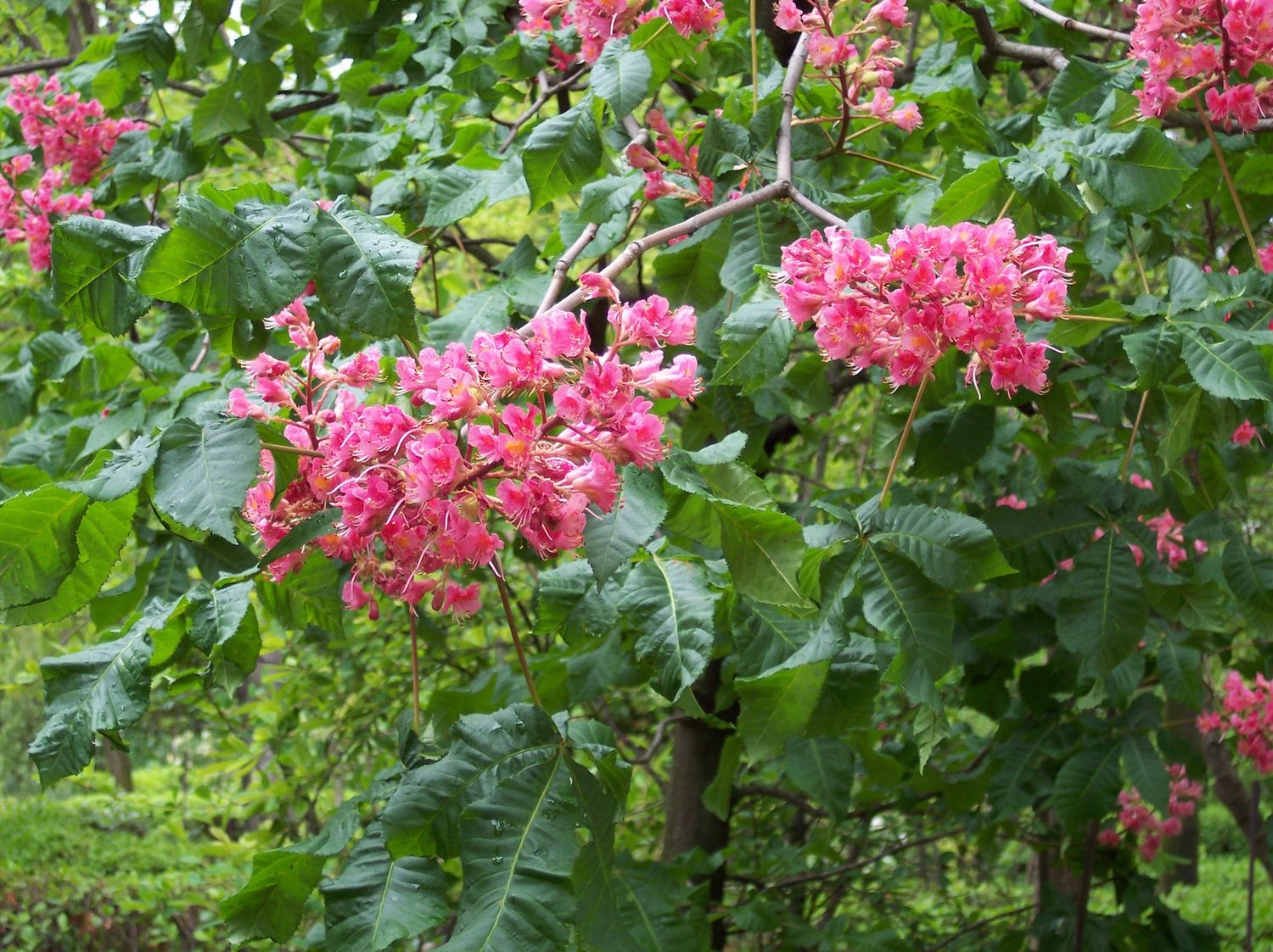 AESCULUS x carnea &#39;Briotii&#39; / Red Horse Chestnut