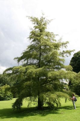 ALNUS glutinosa ‘Imperialis’ / Cut-Leaf Alder