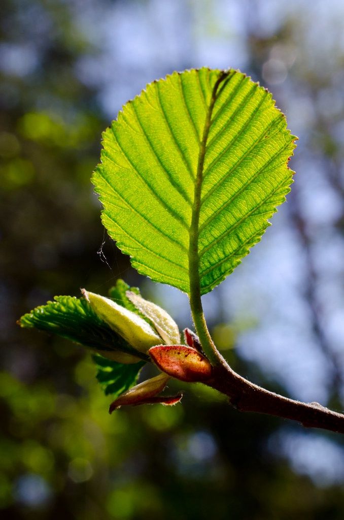 ALNUS glutinosa / Common Alder