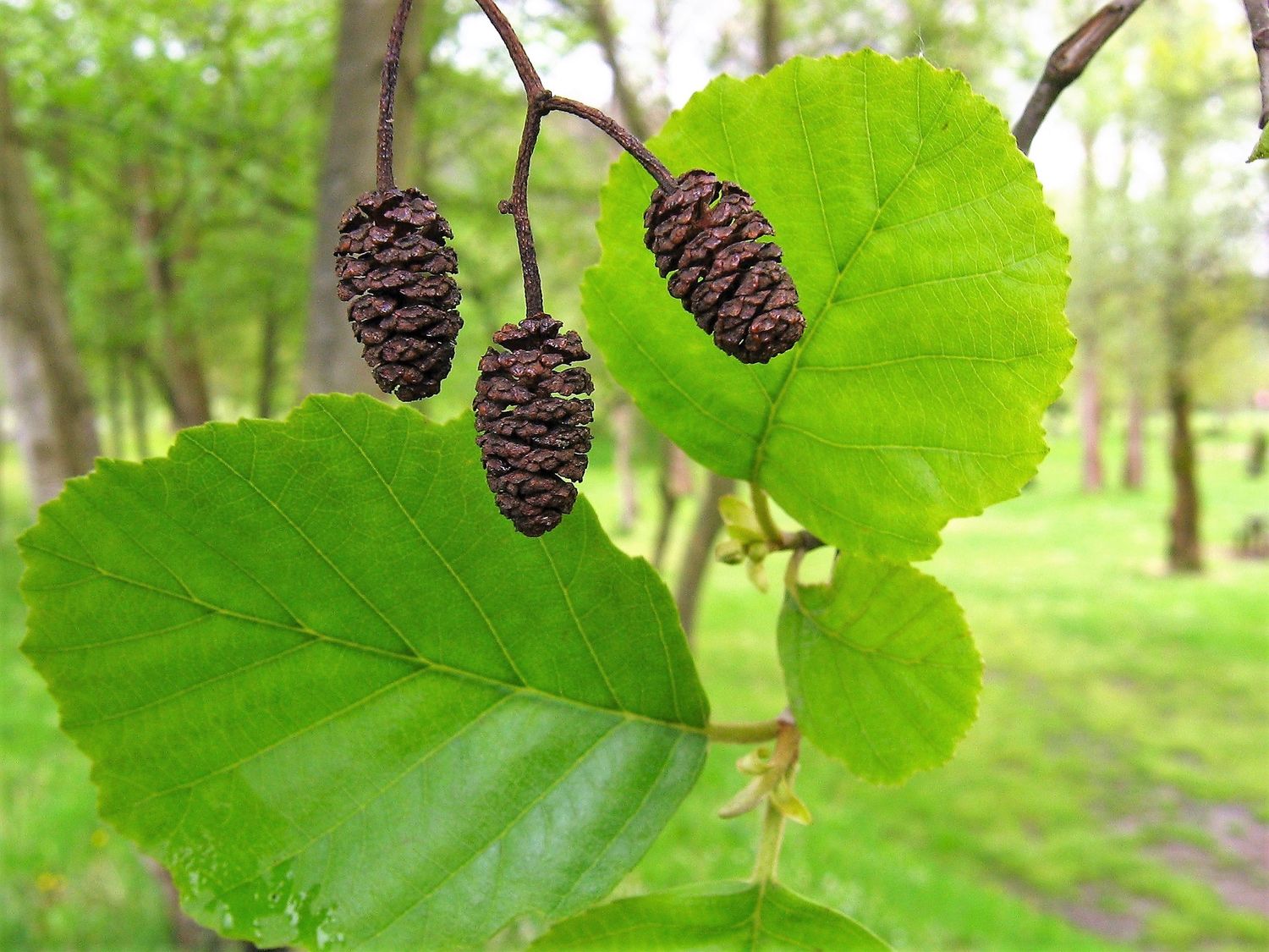 ALNUS glutinosa / Common Alder