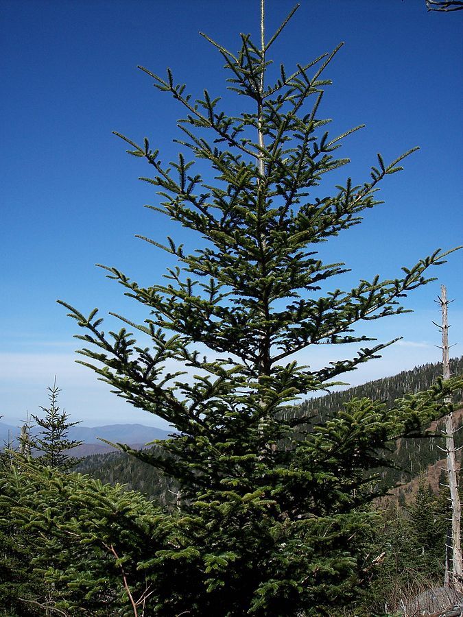 ABIES fraseri / Fraser Fir