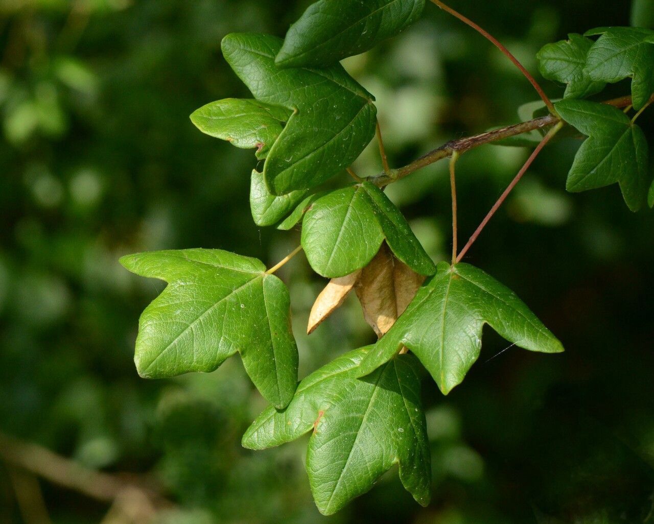 ACER monspessulanum / Montpelier maple