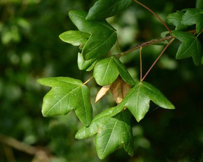 ACER monspessulanum / Montpelier maple