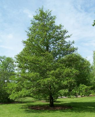ALNUS glutinosa / Common Alder