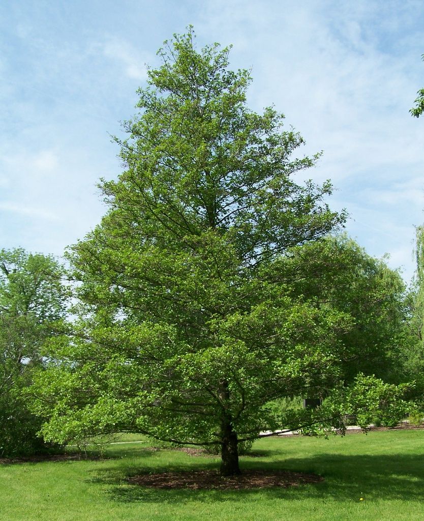 ALNUS glutinosa / Common Alder