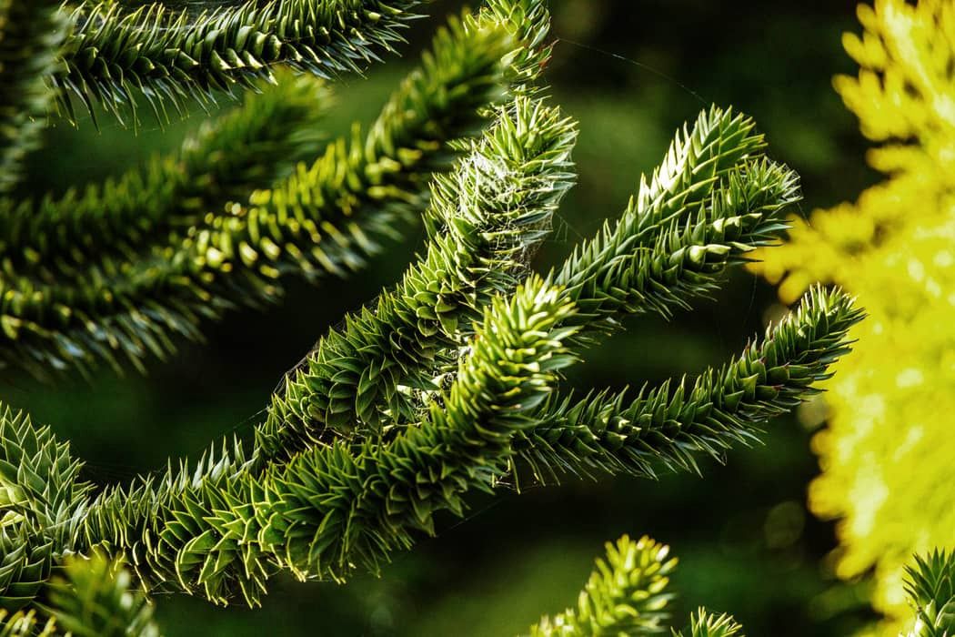 ARAUCARIA araucana / Monkey Puzzle