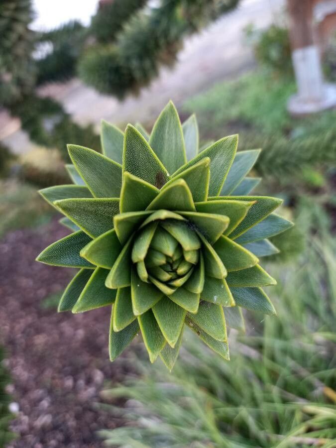 ARAUCARIA araucana / Monkey Puzzle