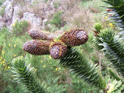 Monkey Puzzle — view 4