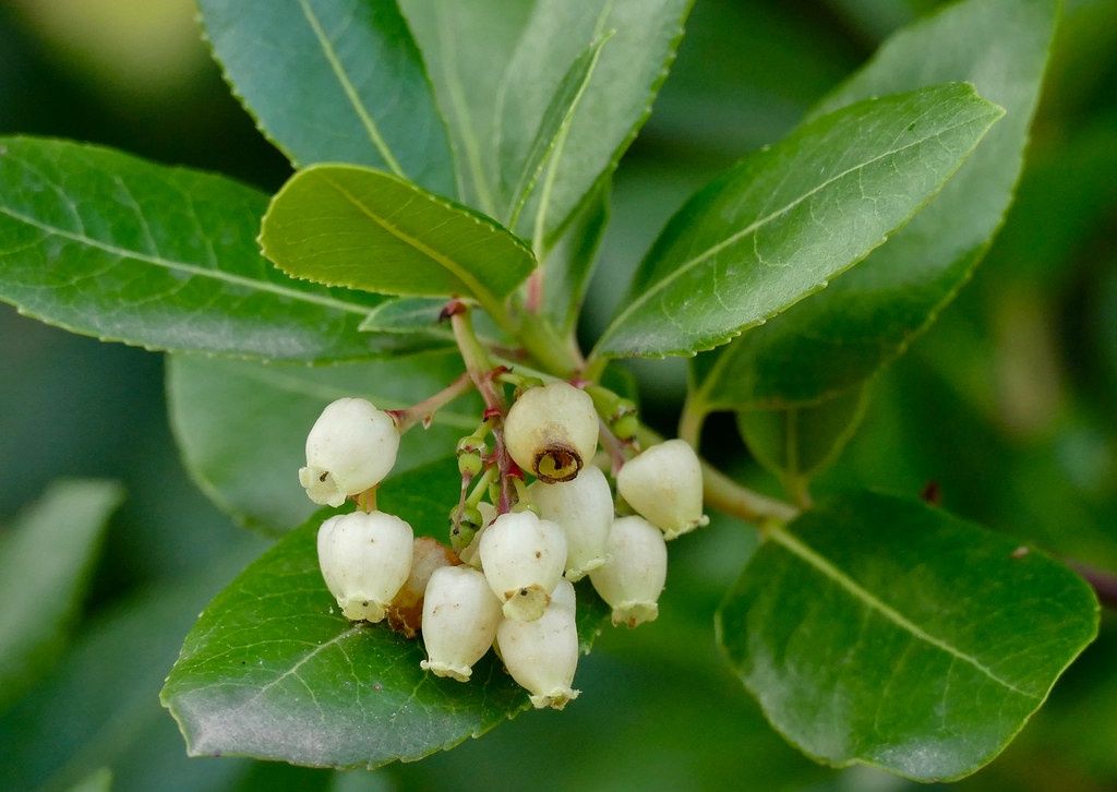 ARBUTUS unedo / Kilarney Strawberry Tree