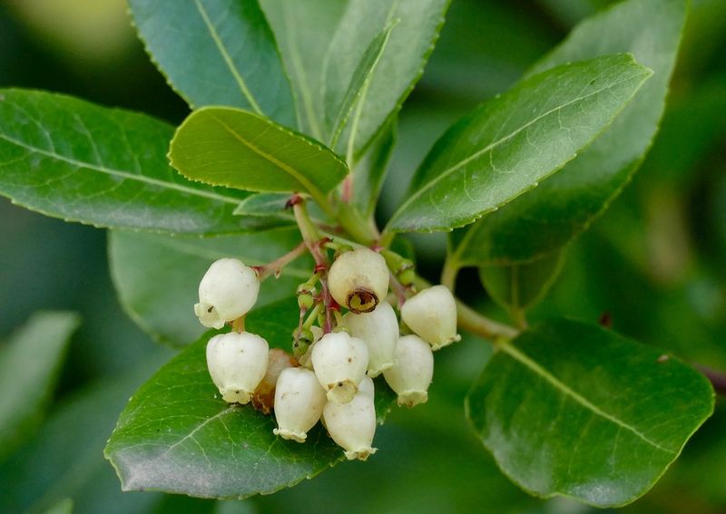 Kilarney Strawberry Tree tree for sale UK