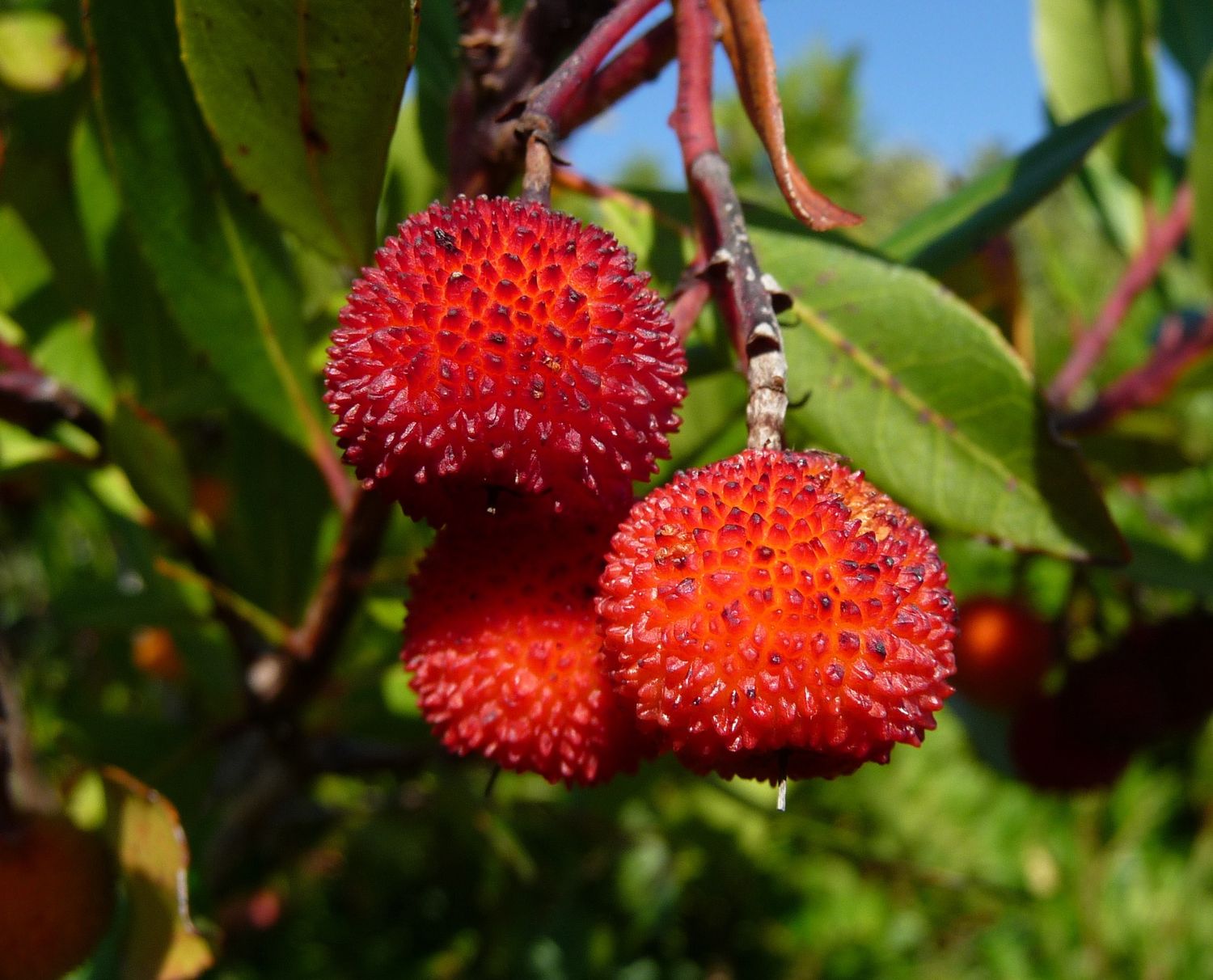 ARBUTUS unedo / Kilarney Strawberry Tree