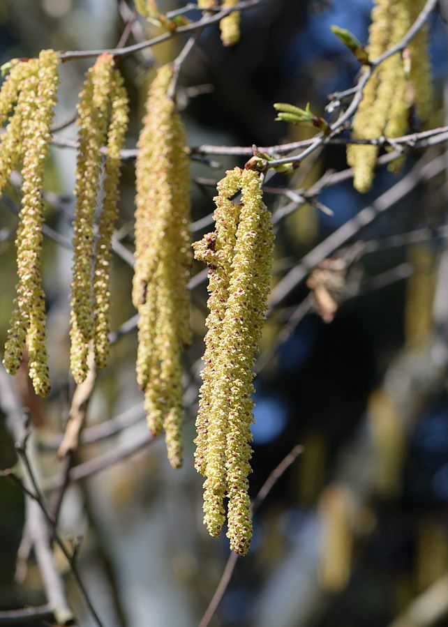 BETULA albosinensis &#39;Fascination&#39; / Chinese Red Birch