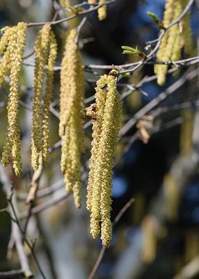 BETULA albosinensis &#39;Fascination&#39; / Chinese Red Birch
