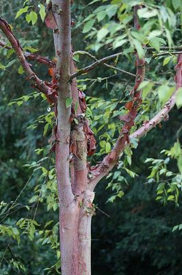 BETULA albosinensis 'Fascination' / Chinese Red Birch