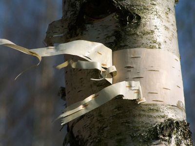 BETULA papyrifera / Paper Birch [m/s]