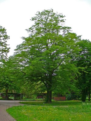 CARPINUS betulus / Common Hornbeam