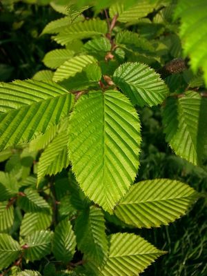 CARPINUS betulus / Hornbeam [4/yr pleached]