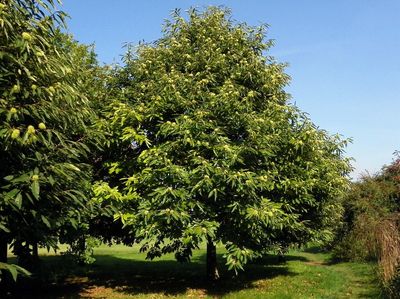 Sweet Chestnut — view 5