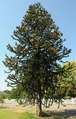 Monkey Puzzle — view 3